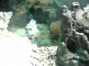 baby  fish