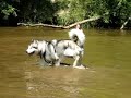 Inouk in the water Inouk in the water