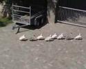 videos de Het Zwanenmeer