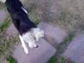 Rass e Daisy e la palla