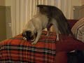 Kitten Tests Pug’s Patience