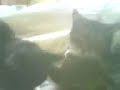 pussy licking good pussy licking good