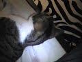 Muhammed The Cat 2