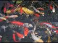 Keefer Koi Pond I Keefer Koi Pond I