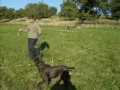 Longiertraining Longiertraining