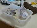 Cockatiels bathe together