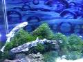 Izu Catsharks -  Scyliorhinus tokubee