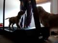 videos de Peanut Treadmill Training