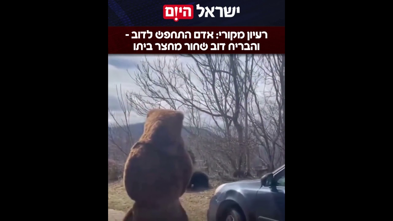 רעיון מקורי: אדם התחפש לדוב – והבריח דוב שחור מחצר ביתו