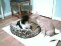 Response to Zipster08 If cats could pray