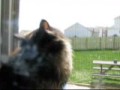 videos de Adopt a Cat: BARBIE!    (www.Advocates4Animals.com)