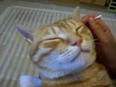 耳かきをされる猫 The cat which is made an earpickYoutube(ユーチューブ・ゆーちゅーぶ)・Dailymotion動画