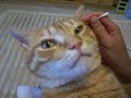 耳かきをされる猫