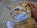 耳かきをされる猫