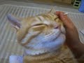耳かきをされる猫