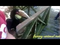 Feeding toucan