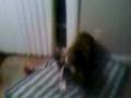 videos de winston (MOV-0002.3GP)