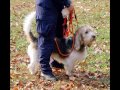 a movie of the life and times of mortz, a grand basset griffon vendeen or gbgv.  his pedigree name is 