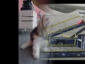 a movie of the life and times of mortz, a grand basset griffon vendeen or gbgv.  his pedigree name is 