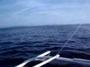 Ayuuuun - Dolphins (Bohol)