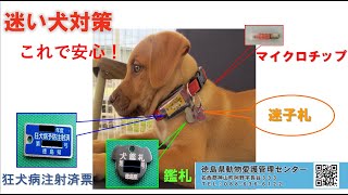 動画のサムネイル