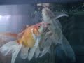 Goldfish Breeding - Kuwait