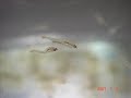 Goldfish Breeding - Kuwait