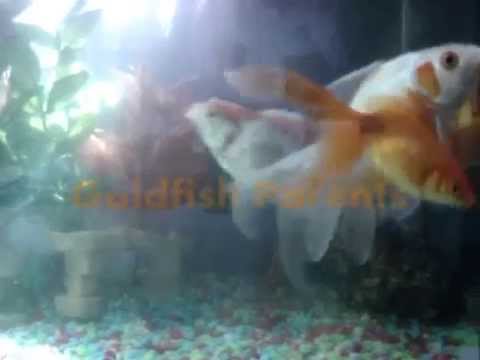 how to take care of goldfish eggs