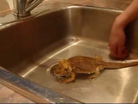 how to cure impaction bearded dragon