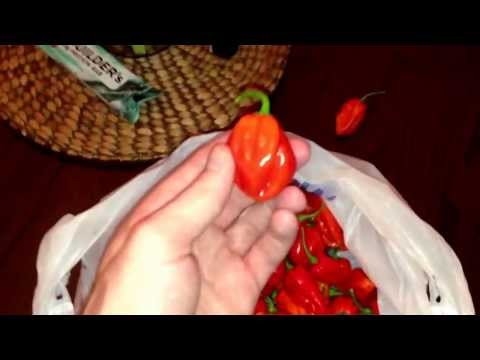how to harvest habanero peppers