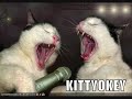 funny cats 14th part