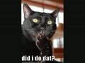 funny cats 14th part
