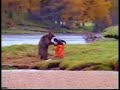 Urso ladrão de salmão