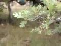 videos de Divide Creek Seep 2004 - Oak canopy die-off