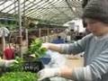 Food Love: Growing Power (Part 1 of 3)