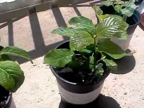 how to grow salvia d