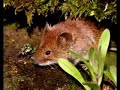 Feldmaus