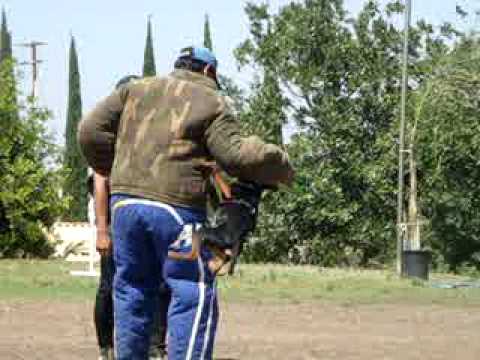 jagd terrier