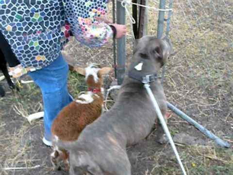 apbt