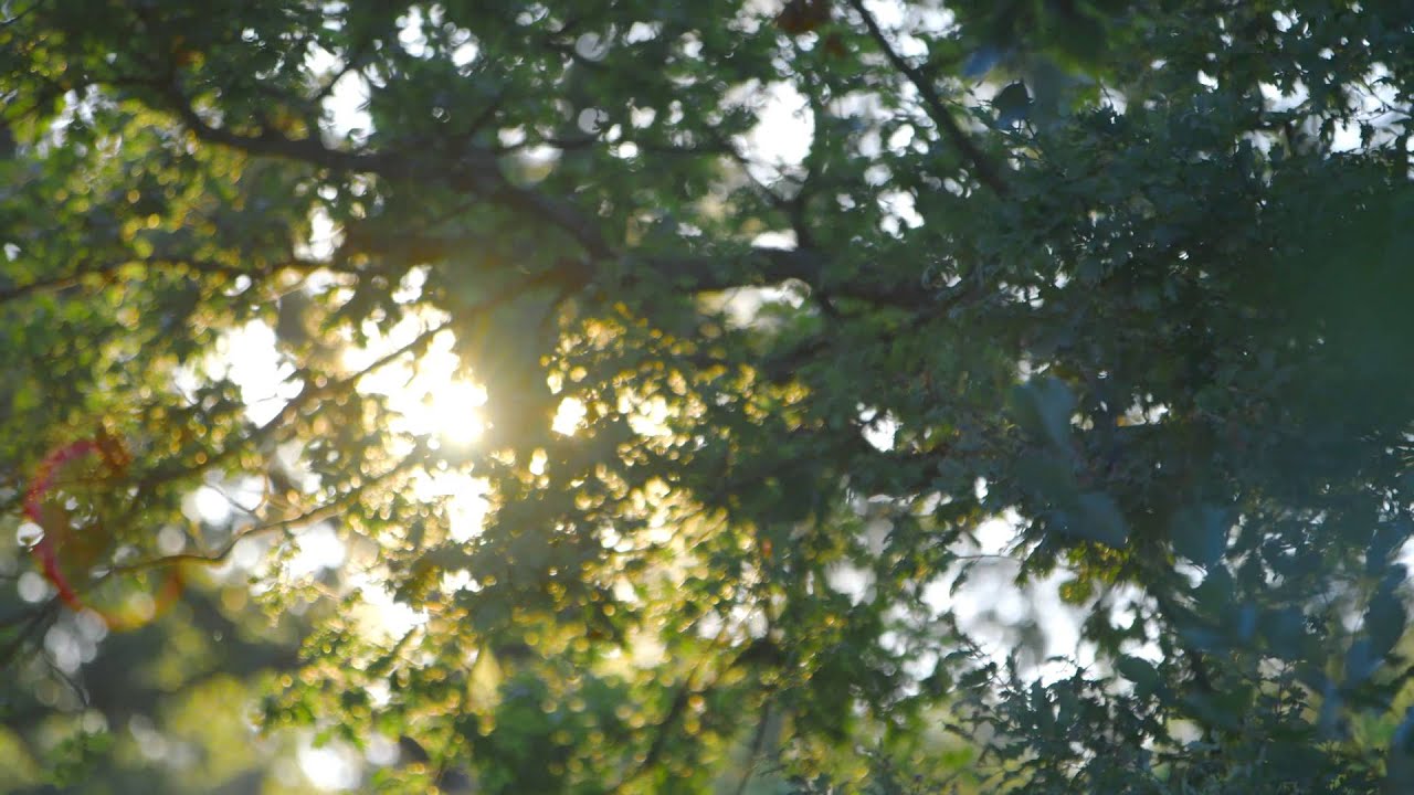 Imagefilm WeberHaus: Nachhaltig aus Überzeugung