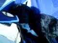 alfie my dog