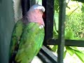 Bird Praying (?)