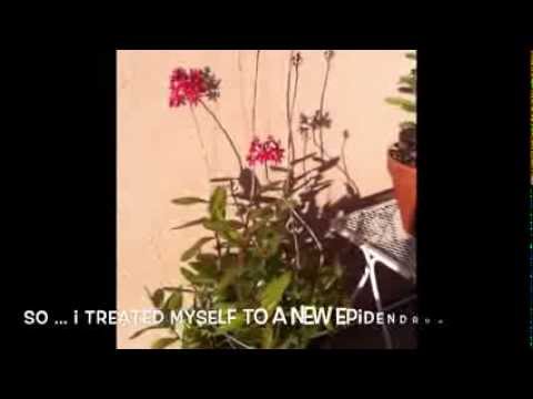 how to grow epidendrum orchids