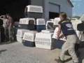 TN Puppy Mill Rescue: Day 3