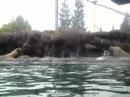 Walrus Training @ Six Flags Discovery Kingdom (part 2-lower)