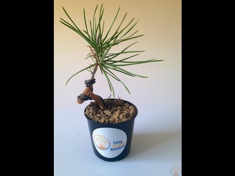 how to replant a small pine tree