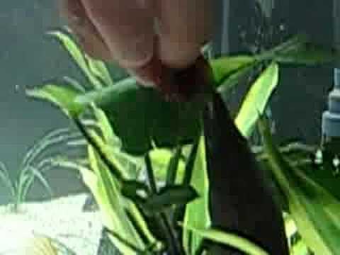 how to care for a zig zag eel