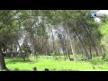 Guarda video