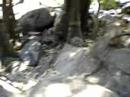 Monkeys by the Dudhsagar Falls