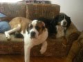 Lazy dogs